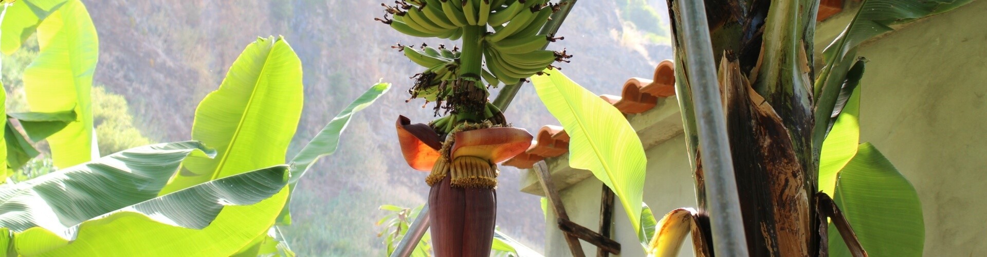 Banana Madeira Cultural Tour