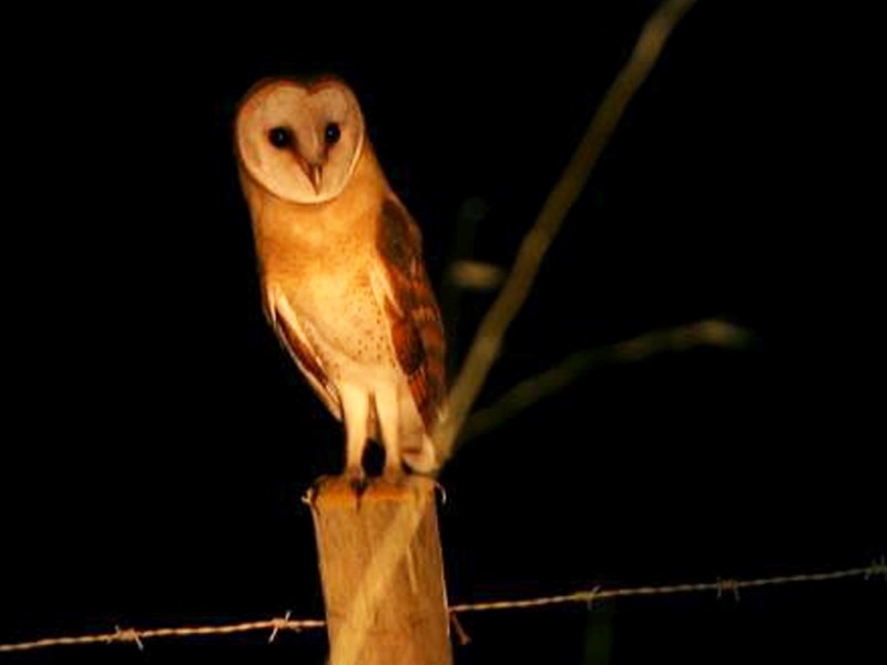 Barn Owl Watching In Madeira Book Night Trip