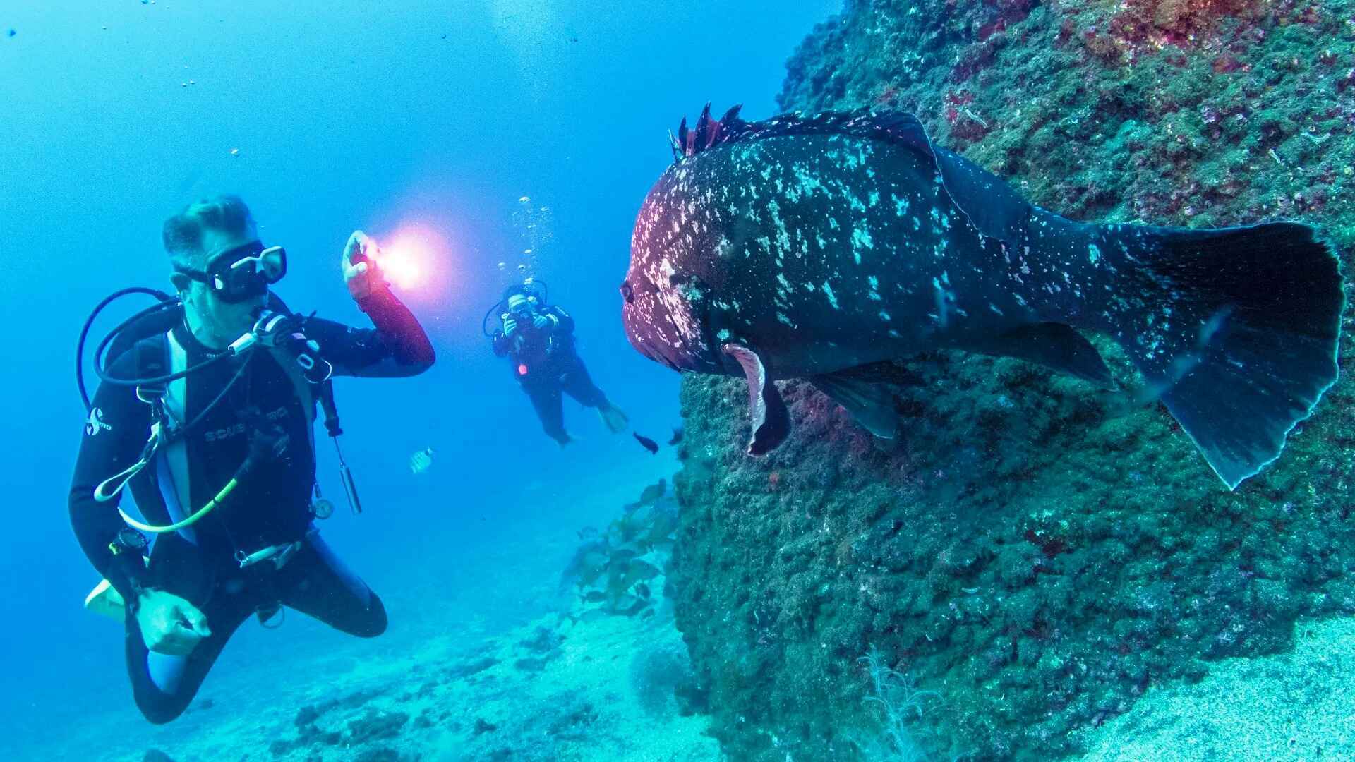 Boat dives in Madeira’s best dive sites for certified divers