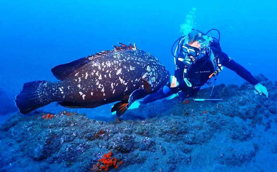 Boat dives in Madeira’s best dive sites for certified divers