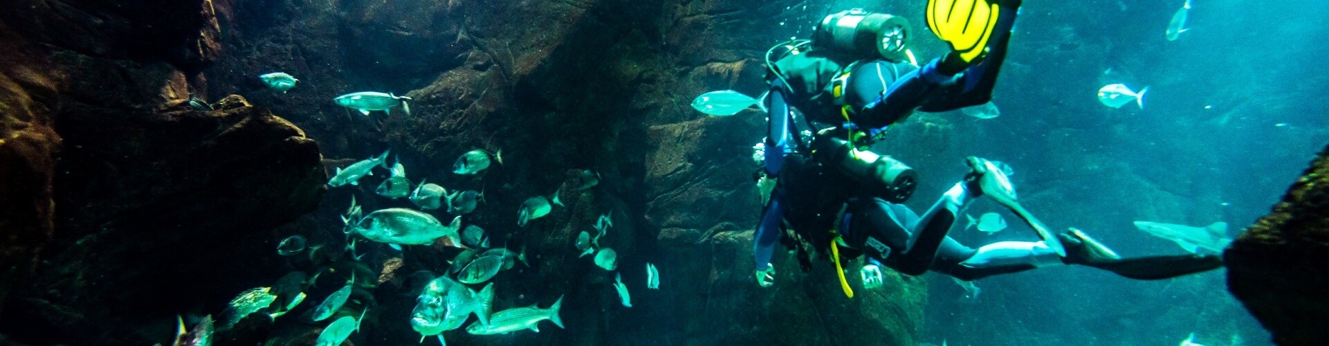 Diving experience in Madeira Aquarium Porto Moniz