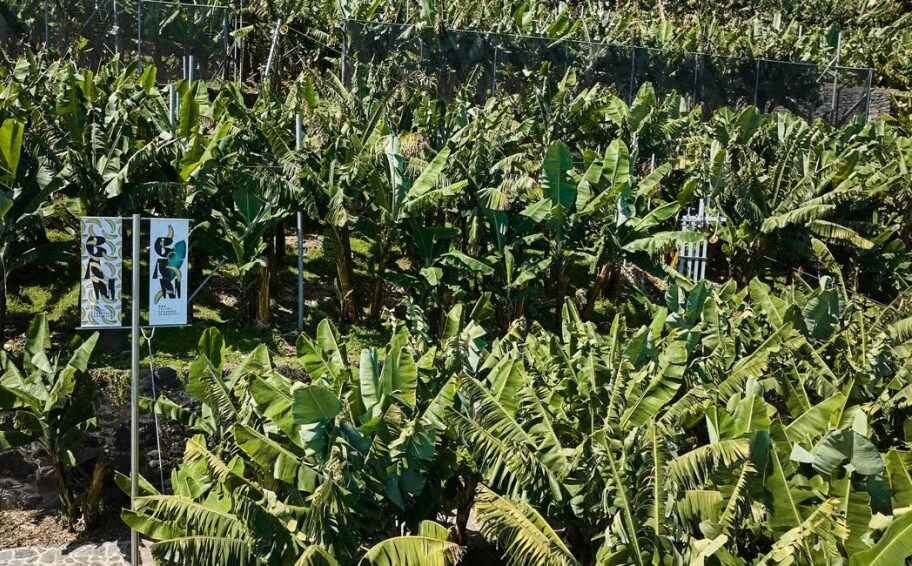 Guided Tour of Banana Museum in Ponta Do Sol, Madeira