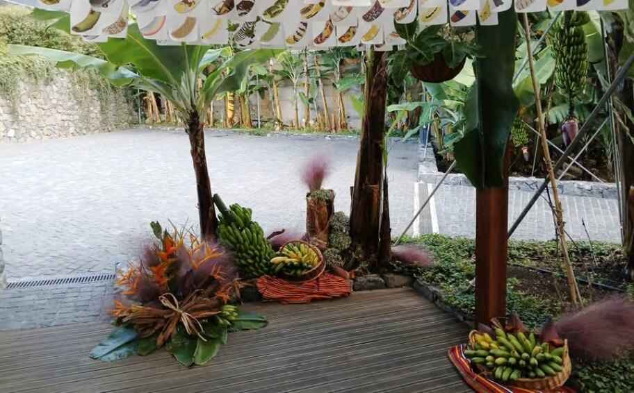Guided Tour of Banana Museum in Ponta Do Sol, Madeira