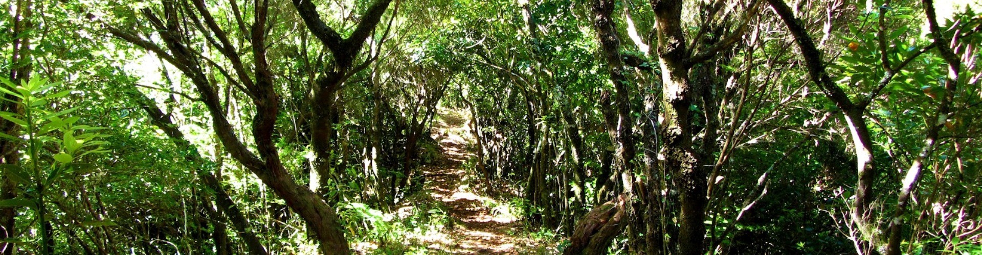 PR22 Vereda do Chao dos Louros Hiking Trail, Madeira