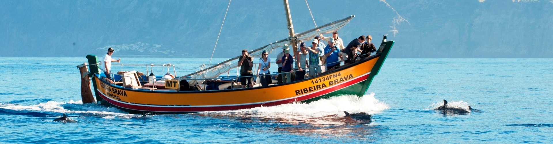 Ribeira Brava whale watching tour from Calheta, Madeira