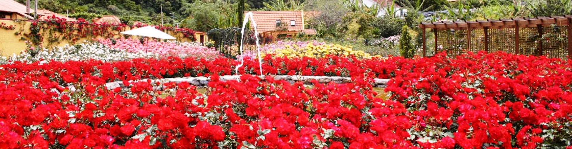 Roseiral da Quinta do Arco Rose Garden, Madeira