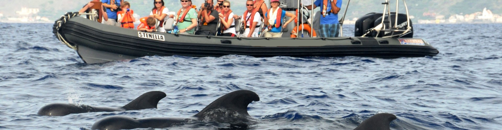 Stenella Passeio de observação de baleias na Calheta, Madeira