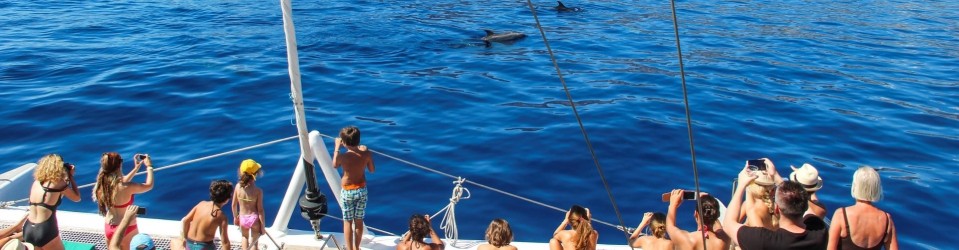 Observação de Golfinhos e Baleias  na Ilha da Madeira