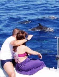 Dolphin & Whale Watching