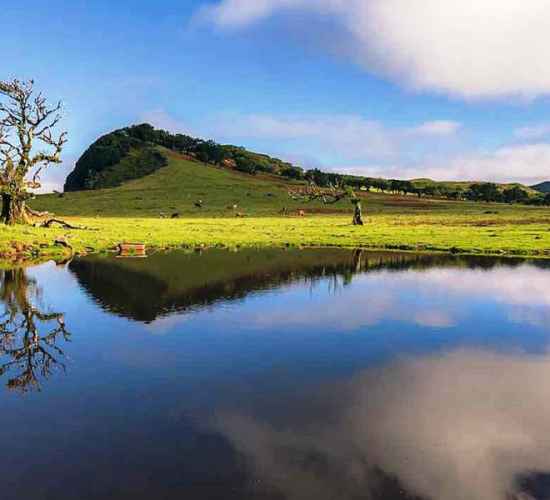 Descobrindo as Maravilhas da Floresta do Fanal: Um Guia Completo