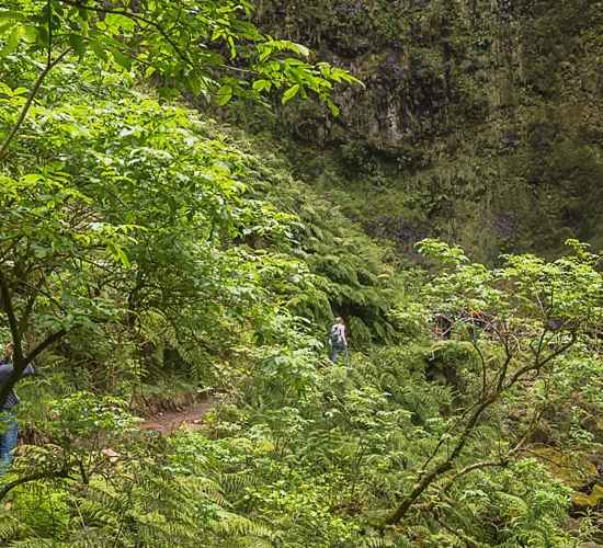 Les merveilles naturelles de Caldeirão Verde Votre guide de promenade essentiel