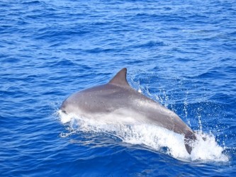 All Inclusive Dolphin and Whale Watching Madeira