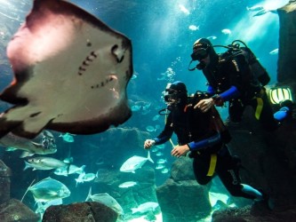 Aquarium Diving in Porto Moniz With Transfers
