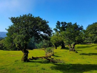 Assobiadores to Fanal Guided Walk  in Madeira