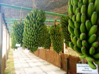 Banana Madeira Cultural Tour