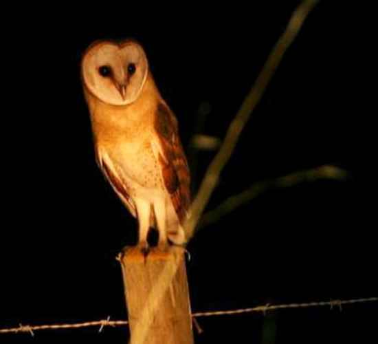 Barn Owl Watching in Madeira