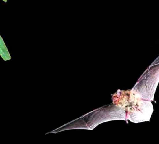 Batwatching in Madeira