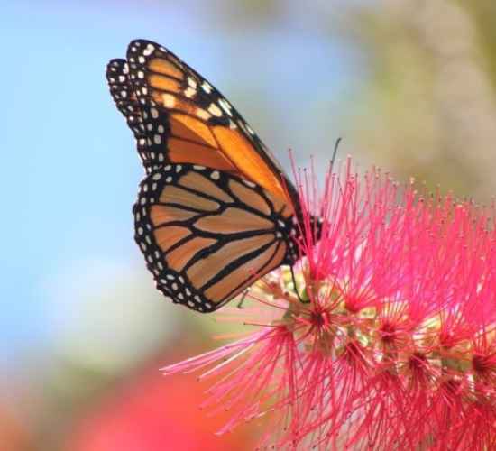 Butterfly Watching in Madeira