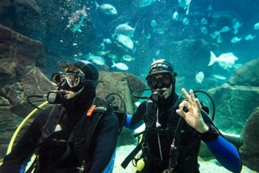 Diving experience in Madeira Aquarium Porto Moniz