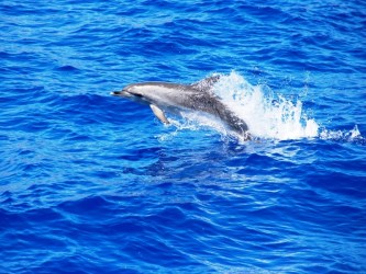 Passeio de Catamarã com Avistamento de Cetáceos Garantido no Funchal