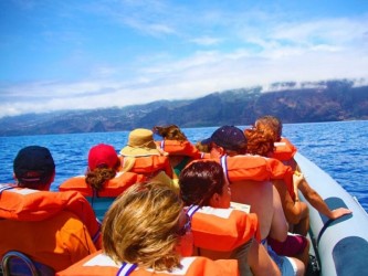 Observacao de Golfinhos e Baleias na Ilha da Madeira