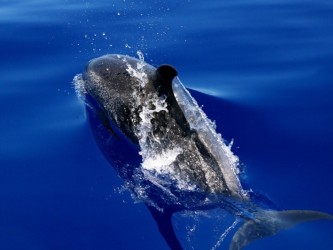 Dolphin and Whale Watching in Madeira Island Tour Boat