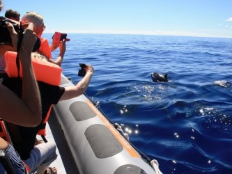 Dolphin and Whale Watching in Madeira Island Tour Boat