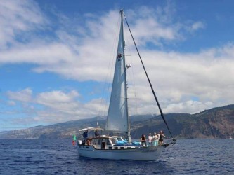Dolphin and Whale watching on Sailboat in Madeira