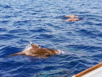 Dolphin and Whale watching on Sailboat in Madeira