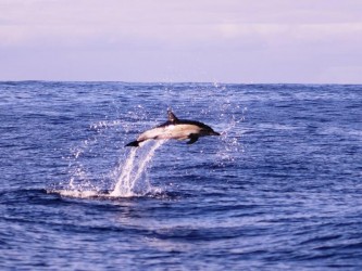 Dolphin Watching Tour in Calheta