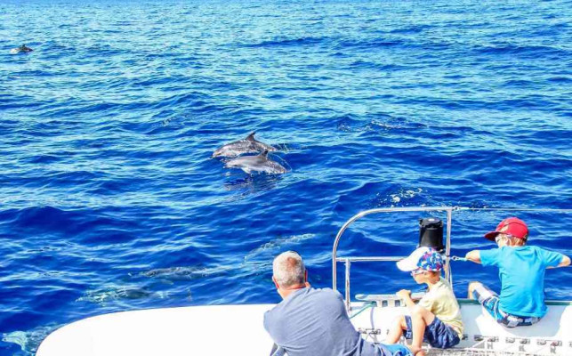 Dolphin and Whale Watching Tour Guaranteed Sighting