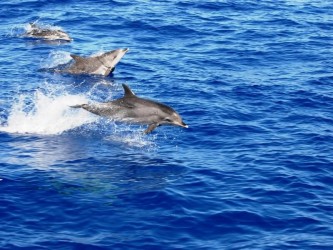 Dolphins & Whales Boat Trip from Funchal, Madeira