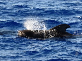 Dolphins & Whales Boat Trip from Funchal, Madeira
