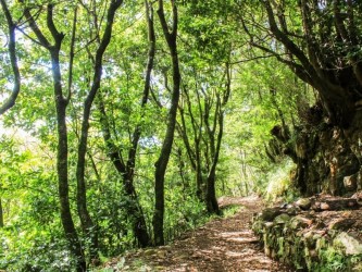 Recorrido por el sendero Encumeada Dificil en Madeira