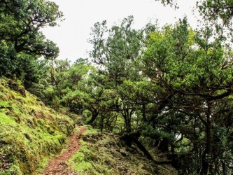 Fanal medium Trail Tour in Madeira Island