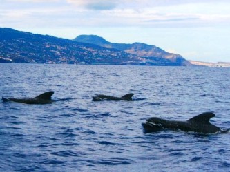 Funchal Madeira Dolphins Morning Trips