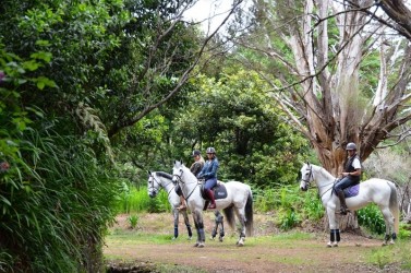 Lamaceiros Horse Riding Trail in Madeira Island