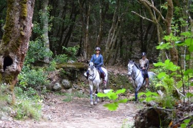 Lamaceiros Horse Riding Trail in Madeira Island