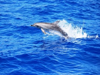 Jeep Tour plus Dolphins Watching Combo from FUnchal, Madeira