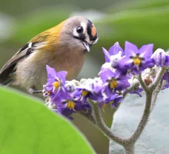 Madeira Birdwatching Trip The Endemics