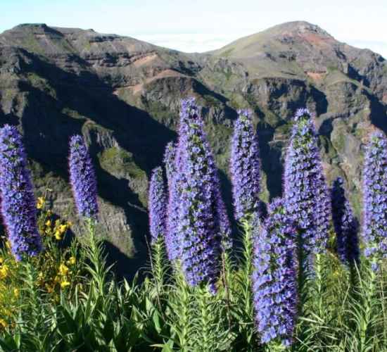 Madeira Botanical & Wildflowers Nature Tour