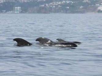 Madeira Dolphins & Whales Catamaran Trips