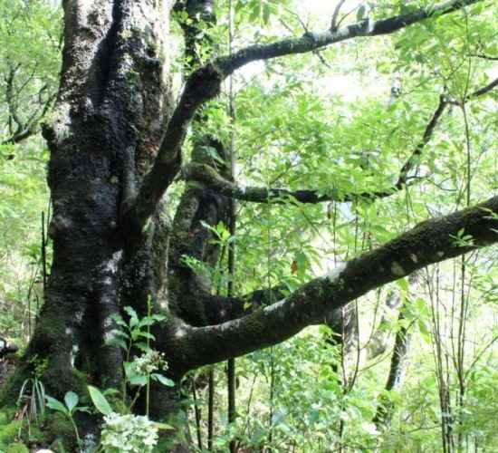 Madeira Laurissilva Rainforest Tour
