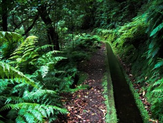 Levada do Rei Walk in Madeira Island