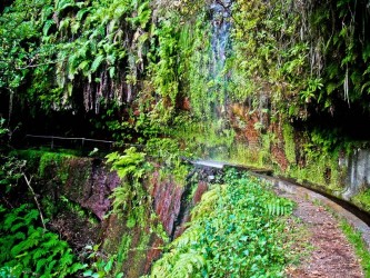 Levada do Rei Walk in Madeira Island