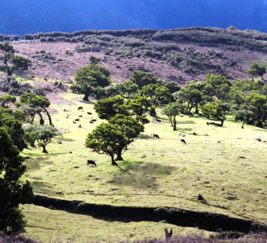 Madeira Plateau Guided Walks