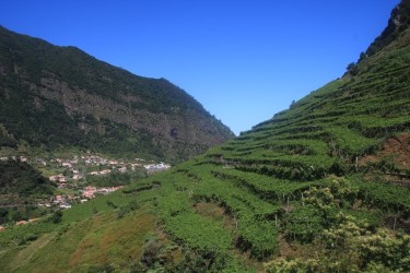 Madeira Vineyard 4x4 Excursion with Wine Tasting and Skywalk