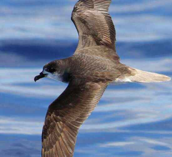 Madeira Zinos Petrel Birdwatching Tour