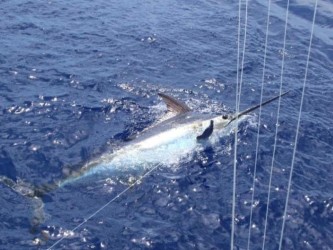 Madeira Bottom Fishing Charter from Funchal