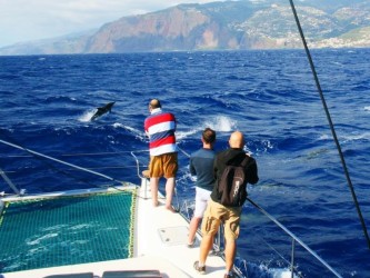Observação de Golfinhos na Madeira Passeios de Tarde